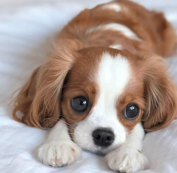Dog Names That Start With X