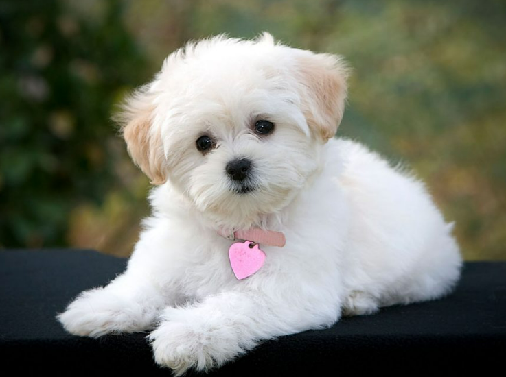 Dog Names That Start With X