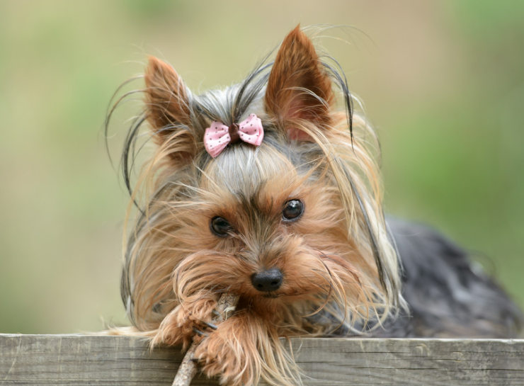 Dog Names That Start With X