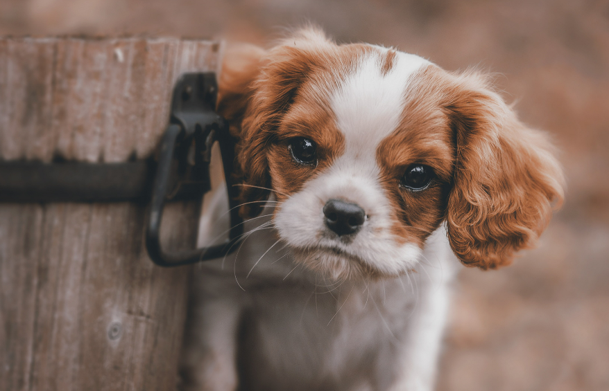 Dog Names That Start With X