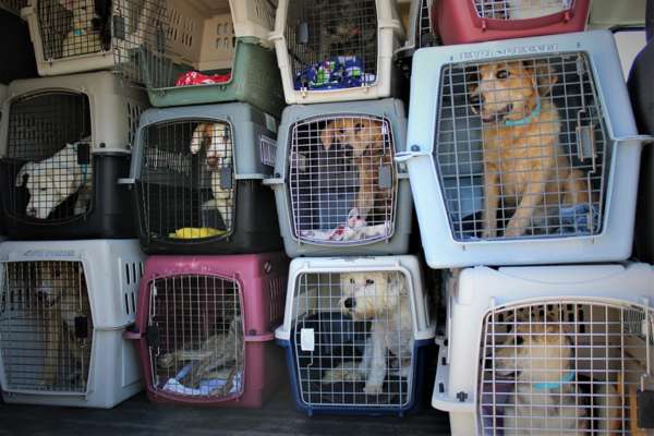 Dog Rescues In Mexico