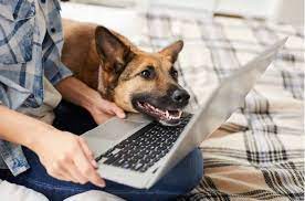 Dog Trainer