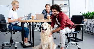 Office Dog