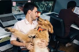 Office Dog