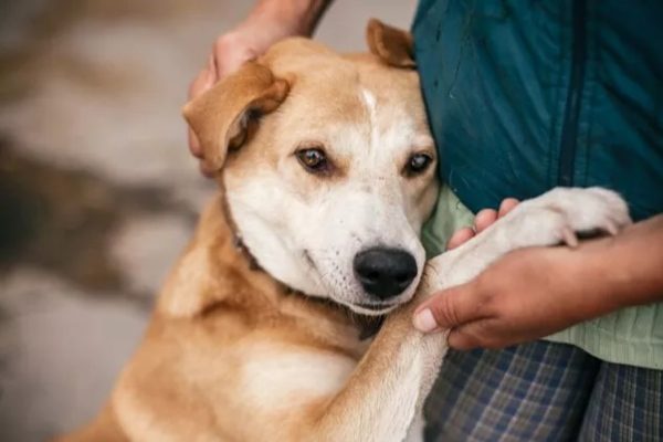  No Stray Dogs in Holland