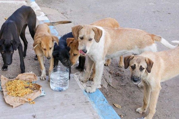  No Stray Dogs in Holland