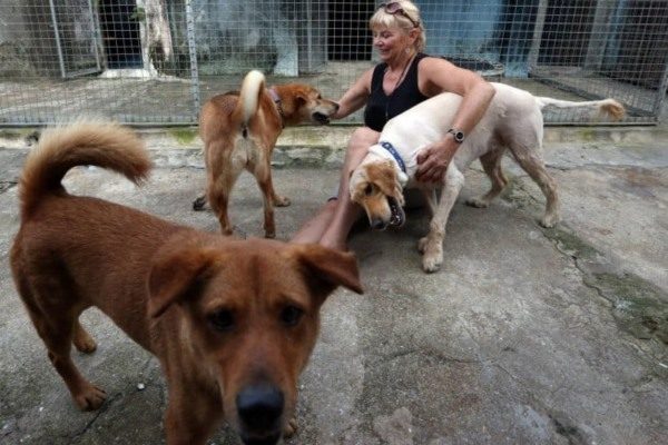 No Stray Dogs in Holland