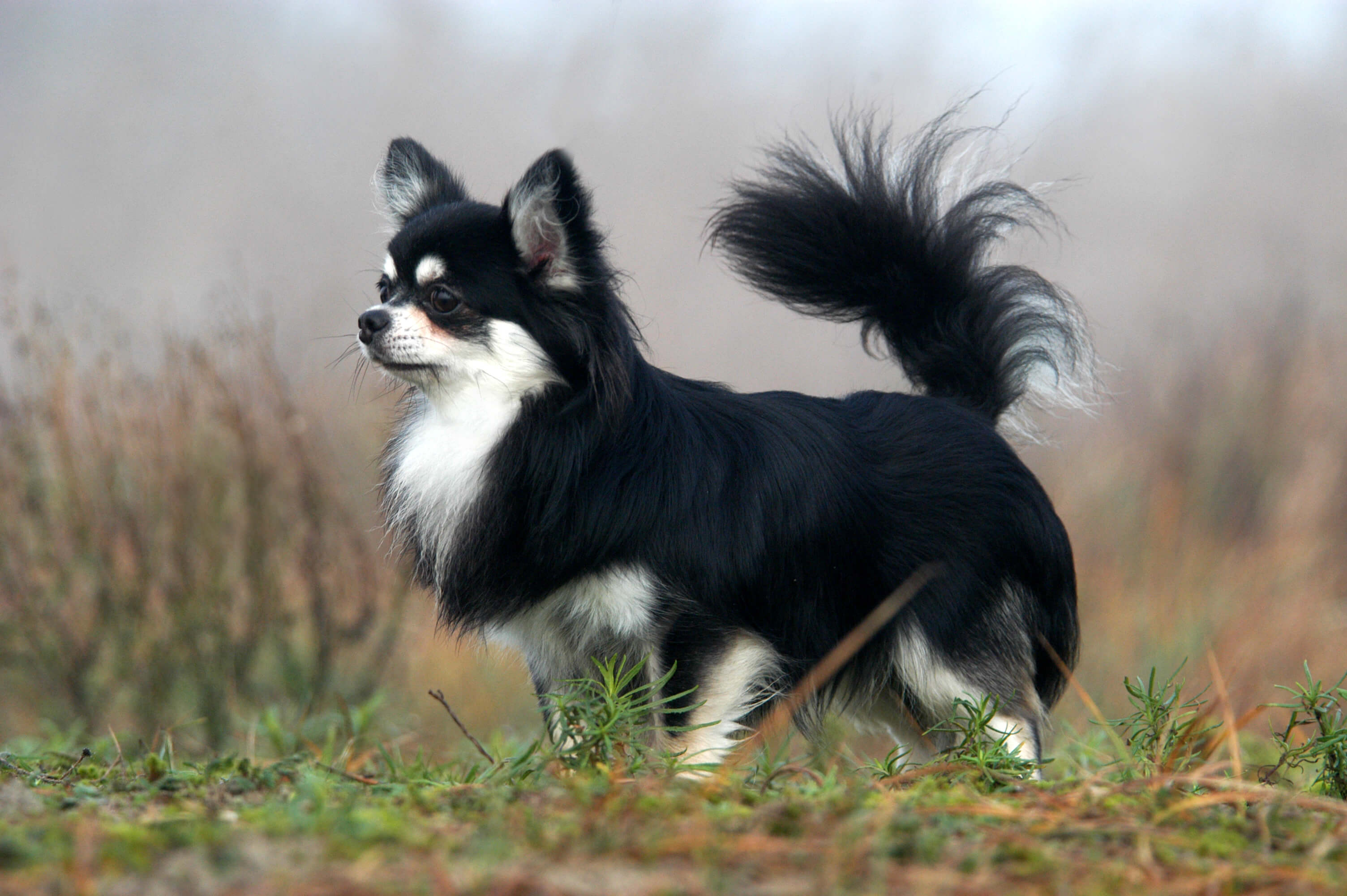 The Ultimate Guide to Long Haired Chihuahuas