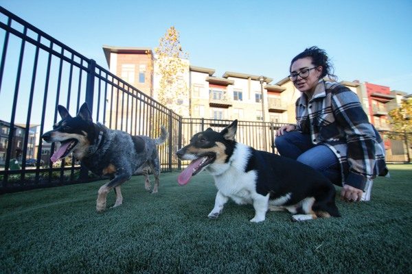 Millennials Adopt Dogs