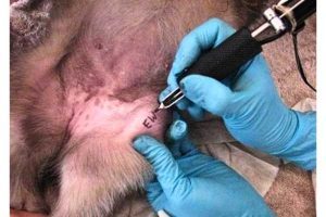 Dogs Get Tattoo When They're Neutered Or Spayed