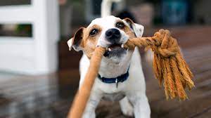 Dog Groomer