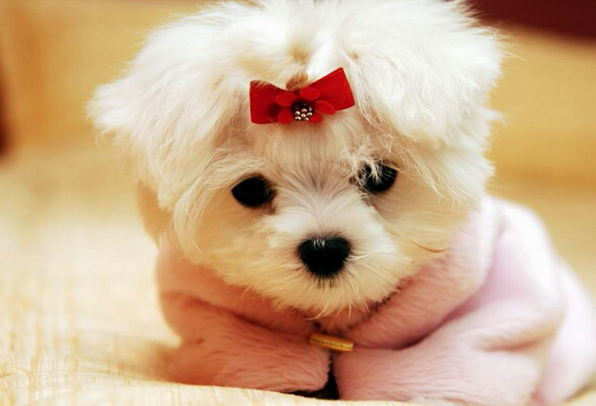 Dog Names That Start With Y