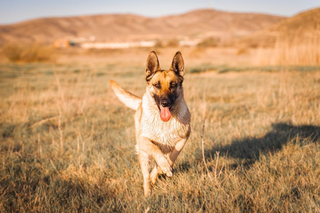 big-doggo-belgian-malinois
