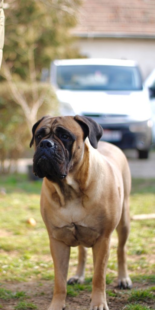 big doggo bullmastiff