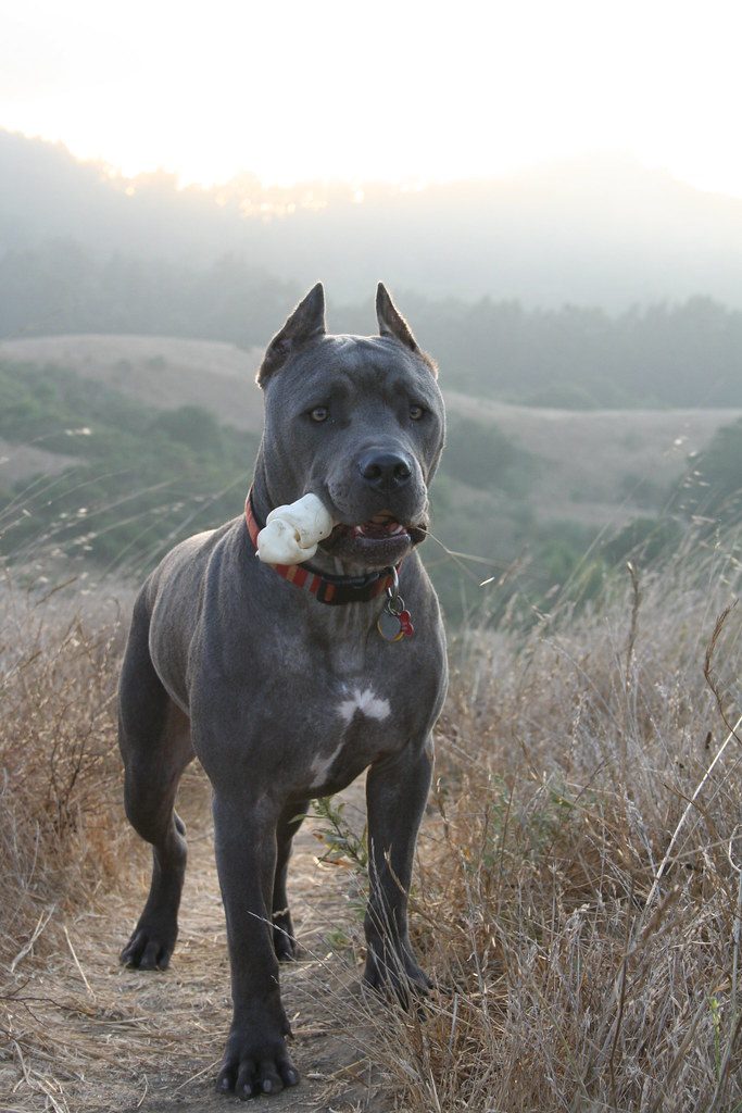 big doggo cane corso