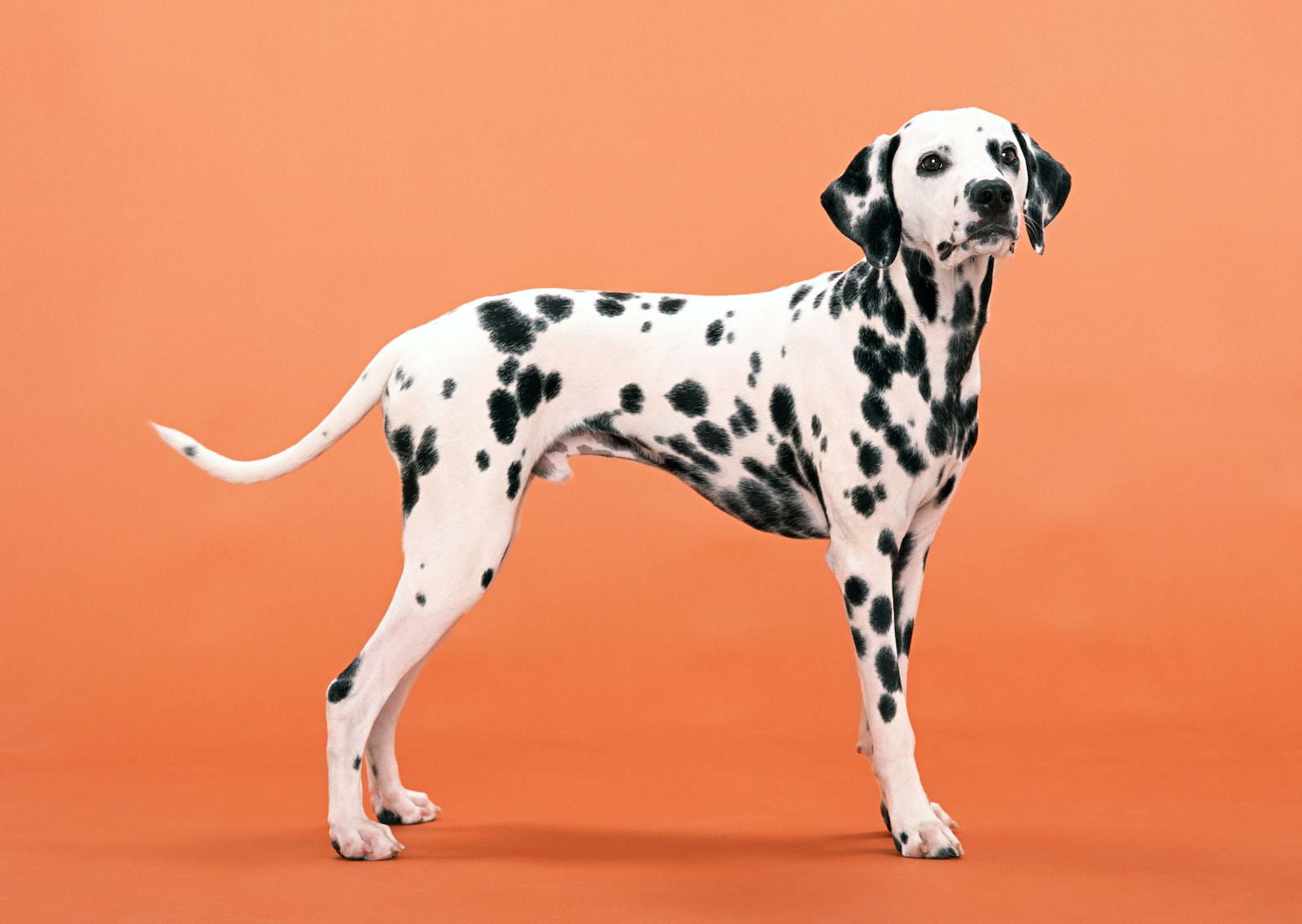 black and white dogs a dalmatian dog