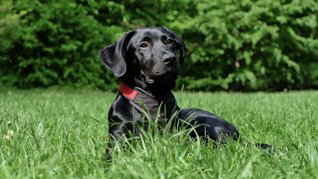 black dog names