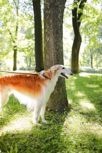 borzoi-beside-a-tree