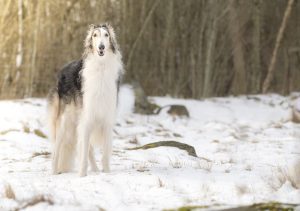 borzoi-in-the-snow