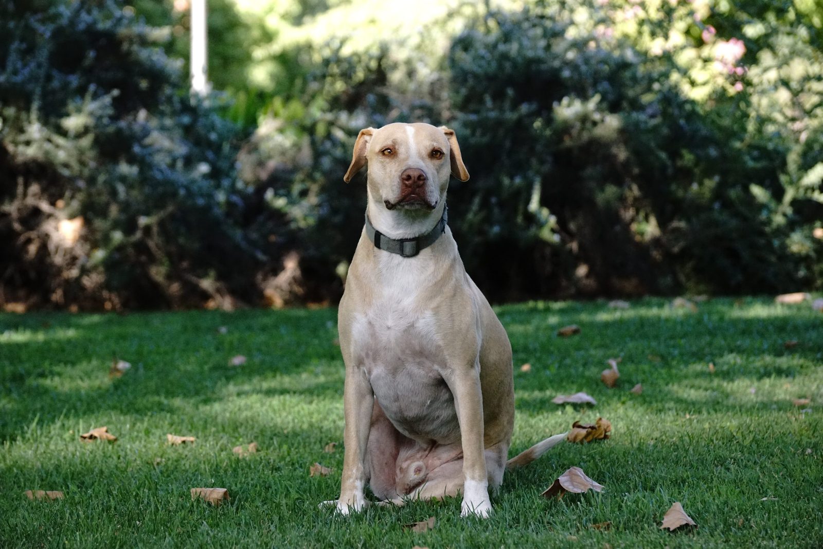 boss dog collar , adopting a dog , dog for adoption , bonevoyagedogrescue