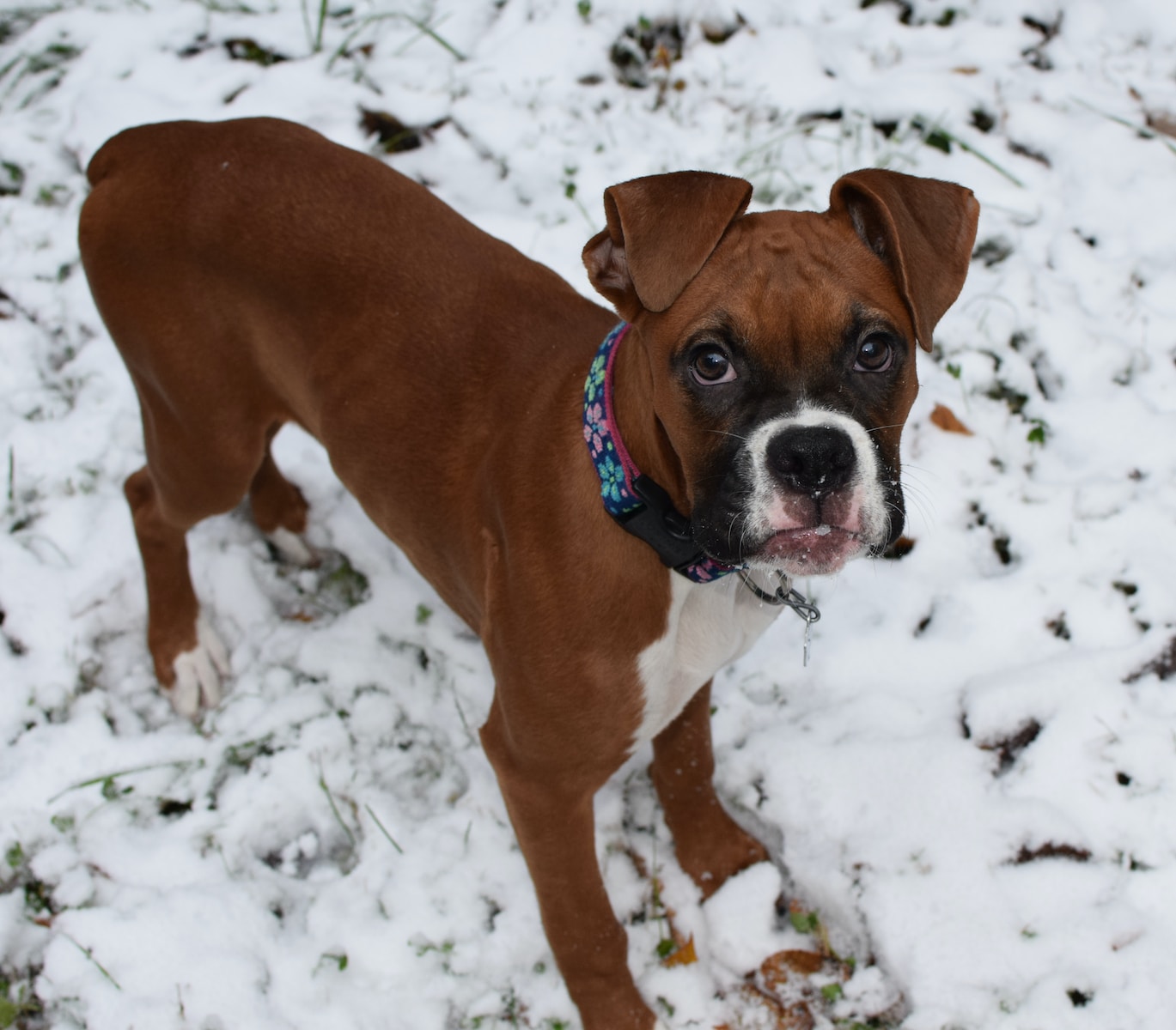 boxer