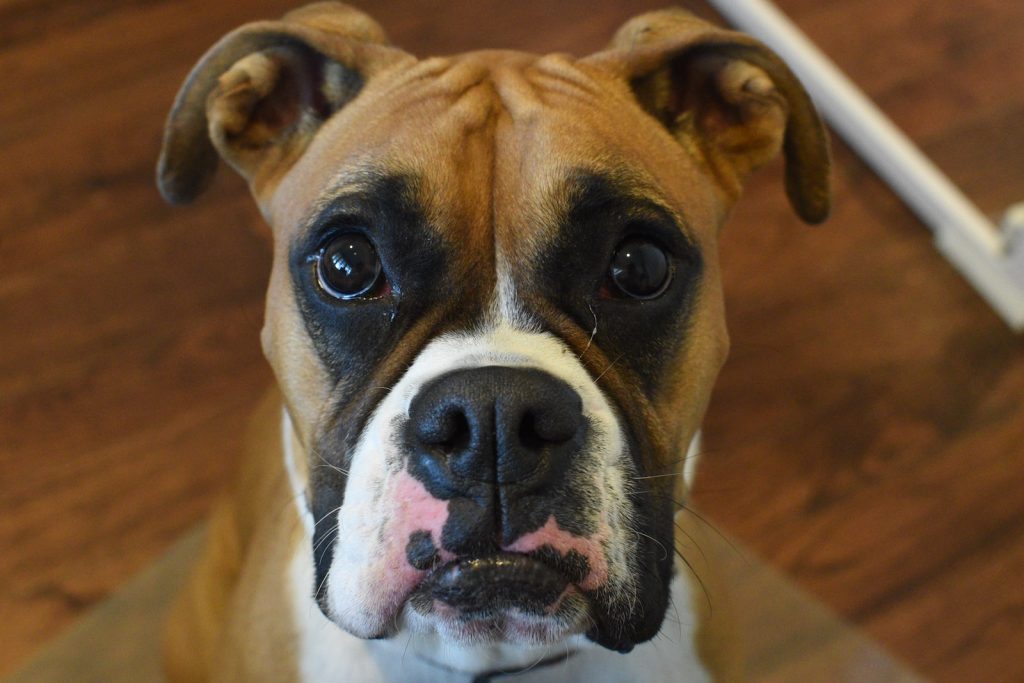 boxer