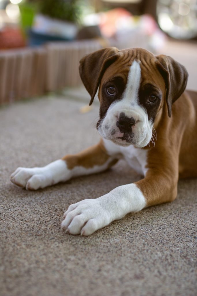 boxer puppy