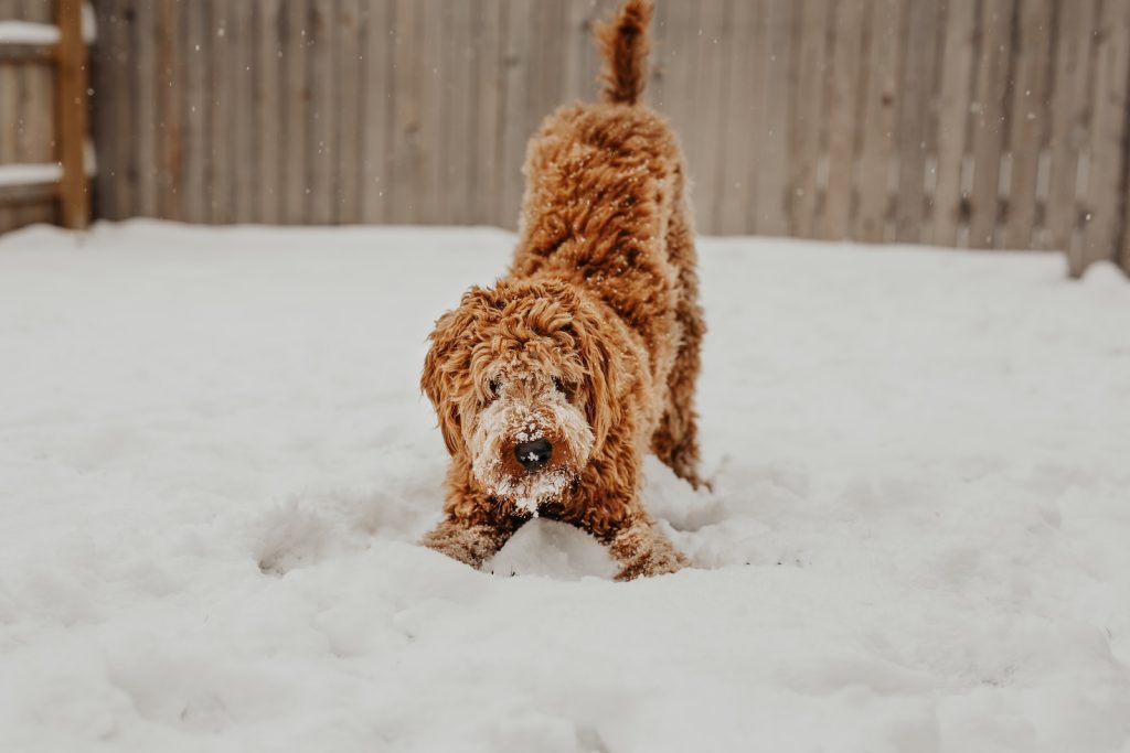 Brown Goldendoodle