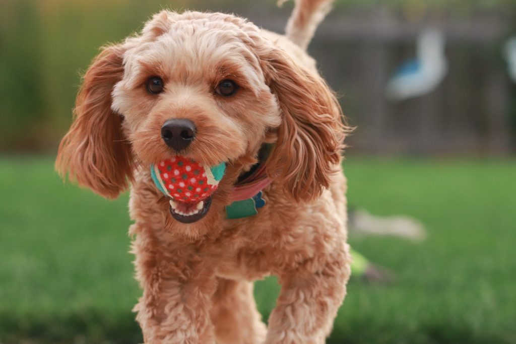 Brown Goldendoodle