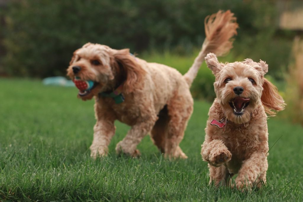 Brown Goldendoodle