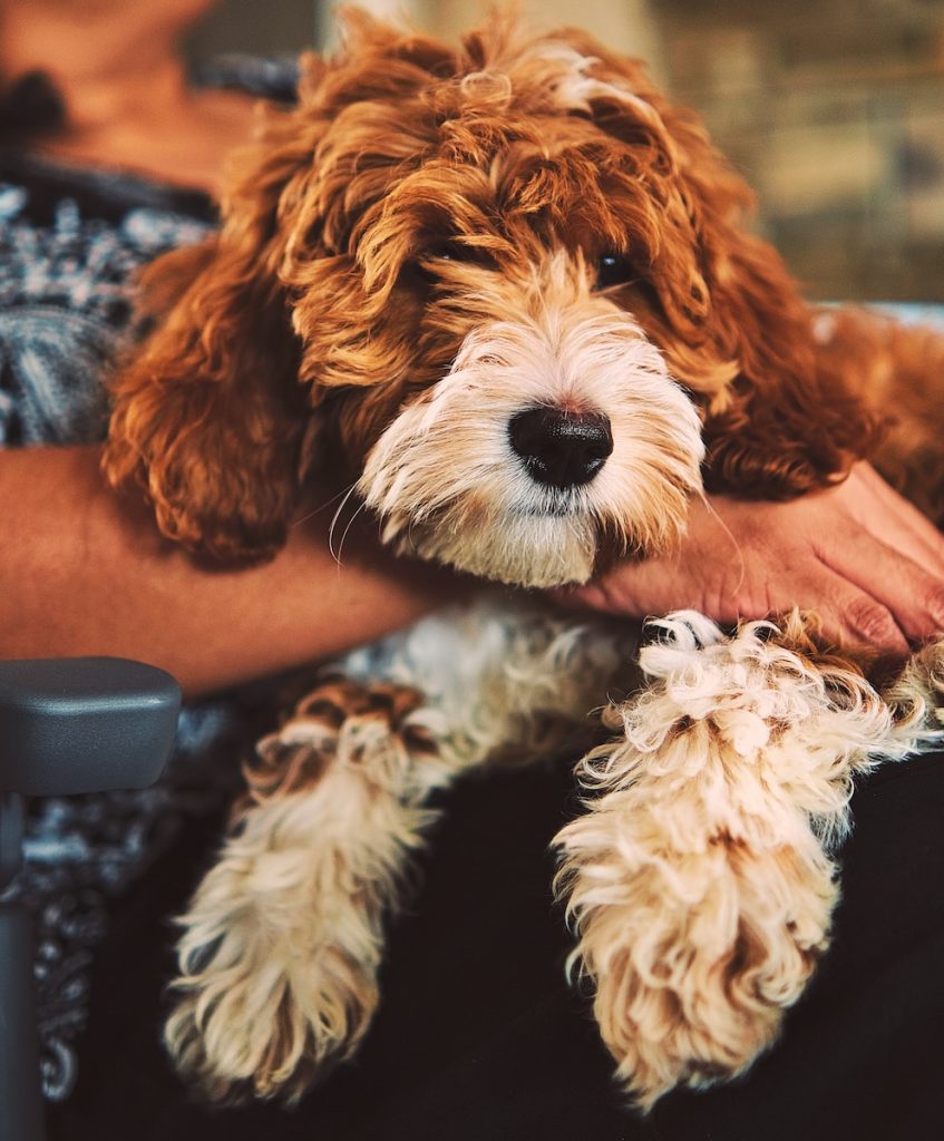 Brown Goldendoodle