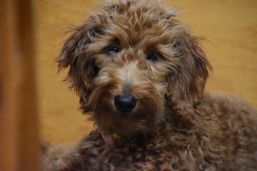 Brown Goldendoodle