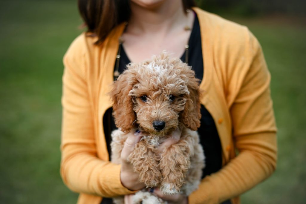 Brown Goldendoodle