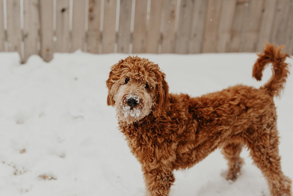 Brown Goldendoodle characteristics