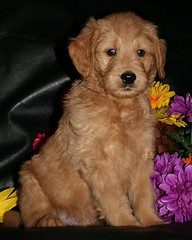 Brown Goldendoodle