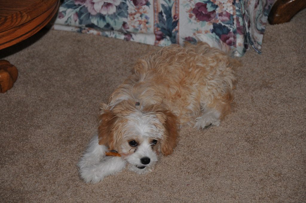 Cavachon puppy laying on the floor