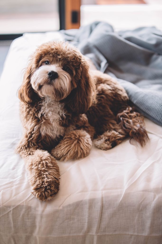 cavapoo