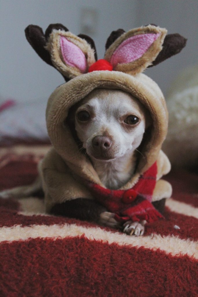 chill chihuahua facts wearing red and white scarf
