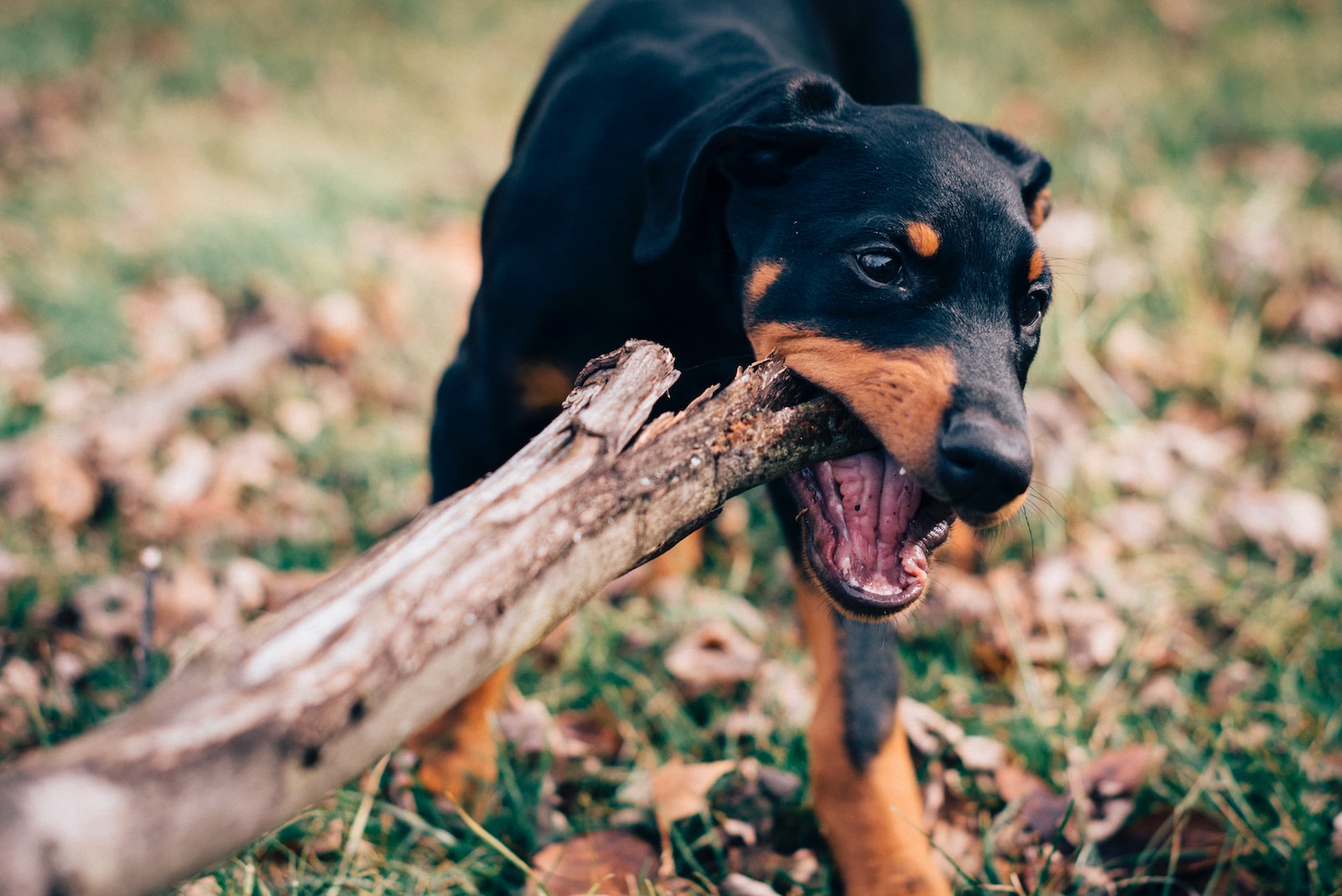 Coffeewood Dog Chew