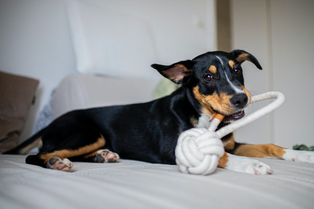 black and tan short coat medium sized dog playing with DIY Dog toys