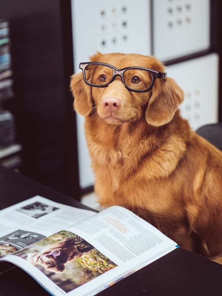 dog IQ test