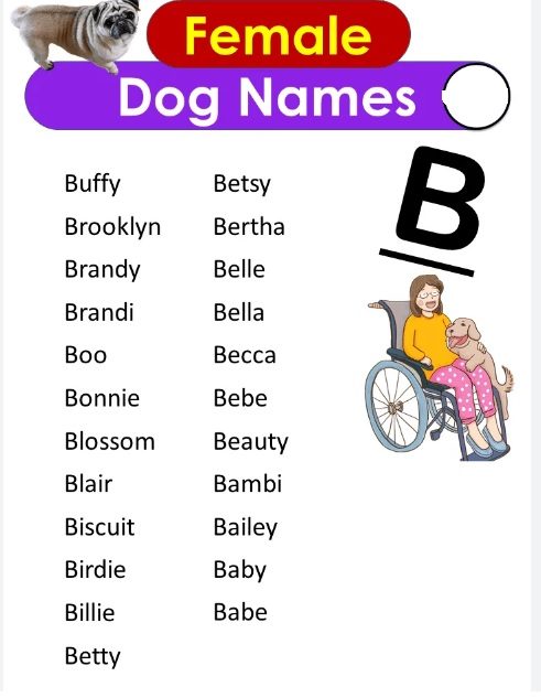 dog names that start with B