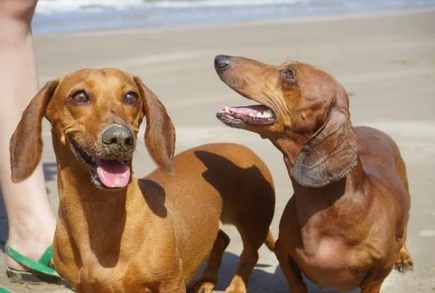 dog names that start with B