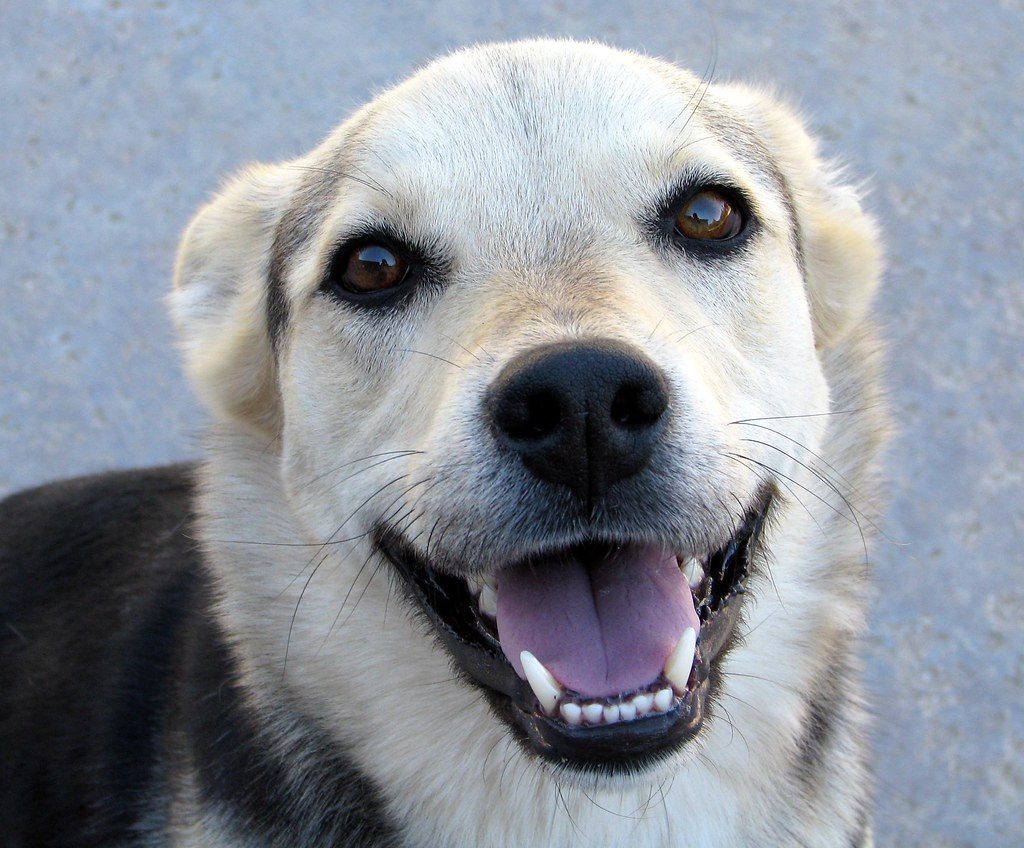 dog smile