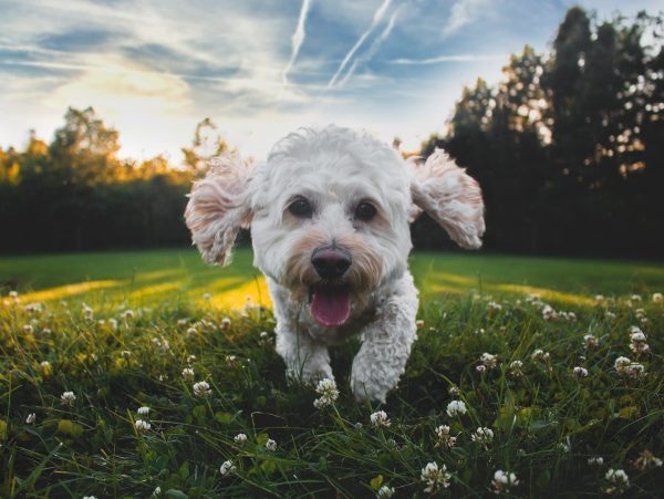 Eagle Rock Dog Park
