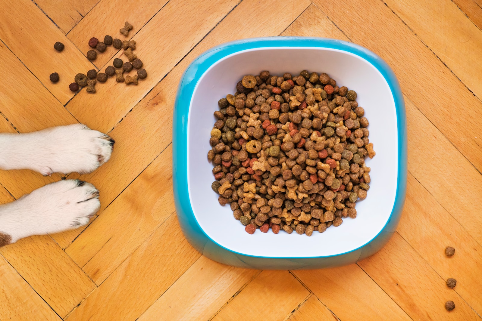 brown peanuts in blue plastic bowl expensive dog food