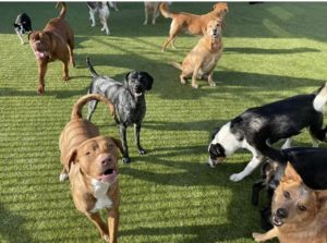 Dogs Naturally