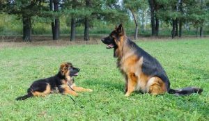 Dogs Naturally