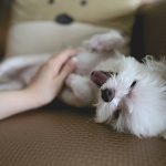 Dog Massage Therapist