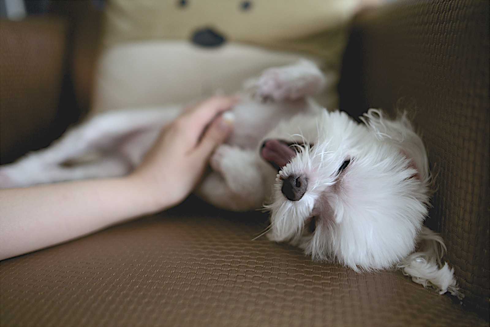 Dog Massage Therapist